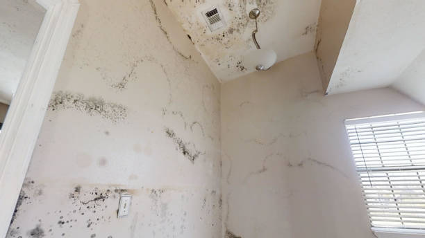 Best Mold Damage Restoration  in Hamburg, PA