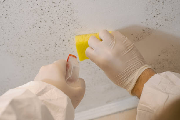 Best Biohazard Mold Removal  in Hamburg, PA