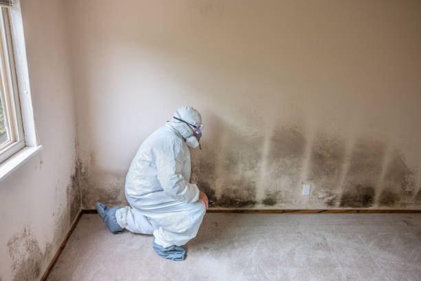 Best Mold Removal for HVAC Installations  in Hamburg, PA